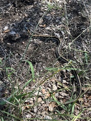 Thamnophis cyrtopsis