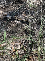 Thamnophis cyrtopsis