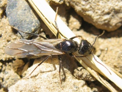 Cataglyphis aenescens