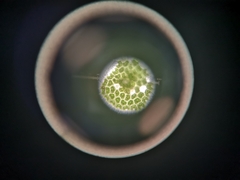 Hydrodictyaceae
