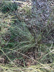 Thamnophis cyrtopsis