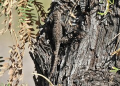 Sceloporus clarkii