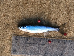 Cyprinella spiloptera