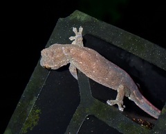 Hemiphyllodactylus