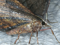 Rhinodia rostraria