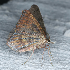 Rhinodia rostraria