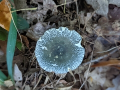 Russula crustosa