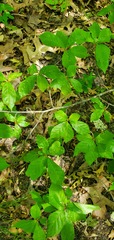 Ilex