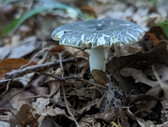 Russula crustosa