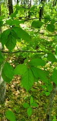 Ilex