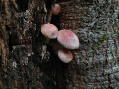 Hypholoma lateritium