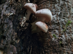 Hypholoma lateritium