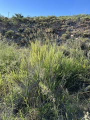 Brickellia laciniata