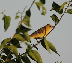 Icterus spurius
