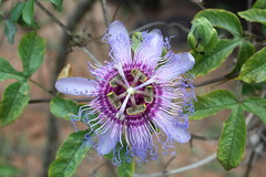 Passiflora cincinnata