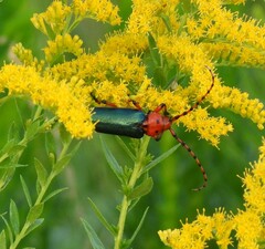 Stenaspis verticalis
