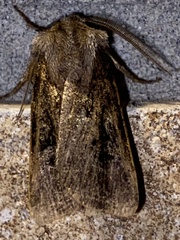 Agrotis gladiaria