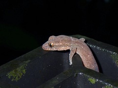 Hemiphyllodactylus