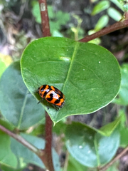 Cryptocephalus trifasciatus