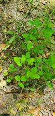 Desmodium rotundifolium