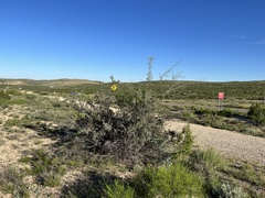 Sarcomphalus obtusifolius