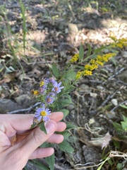 Symphyotrichum anomalum