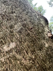 Sclerosomatidae