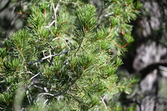 Pinus cembroides