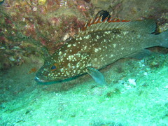 Epinephelus labriformis