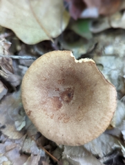 Lactarius quietus