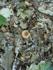 Lactarius quietus
