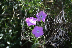Phlox nana