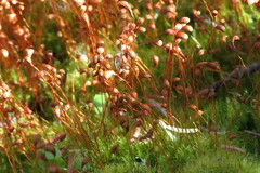 Funaria hygrometrica