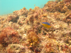 Stegastes flavilatus