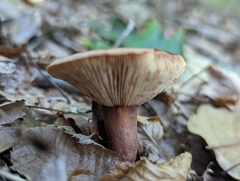Lactarius quietus