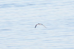 Sterna hirundo