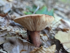 Lactarius quietus