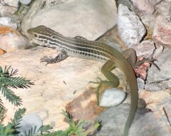Aspidoscelis scalaris