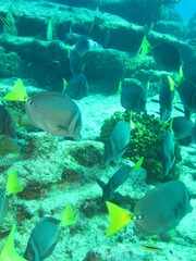 Prionurus laticlavius