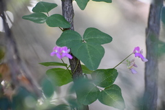 Phaseolus filiformis