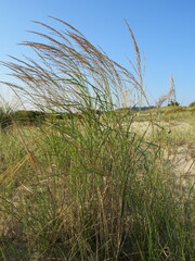 Panicum amarum