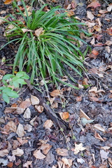 Carex folliculata