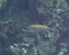 Neoniphon sammara