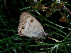 Ypthima pandocus