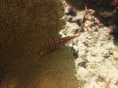 Oxycirrhites typus