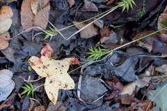 Carex folliculata