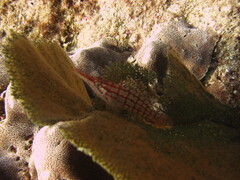 Oxycirrhites typus