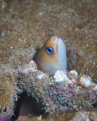 Gymnothorax melatremus