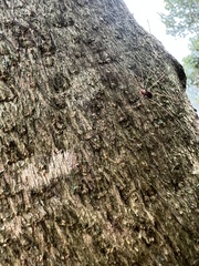 Sclerosomatidae