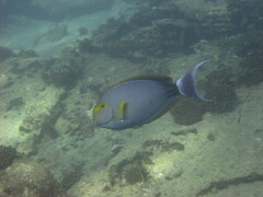 Acanthurus xanthopterus